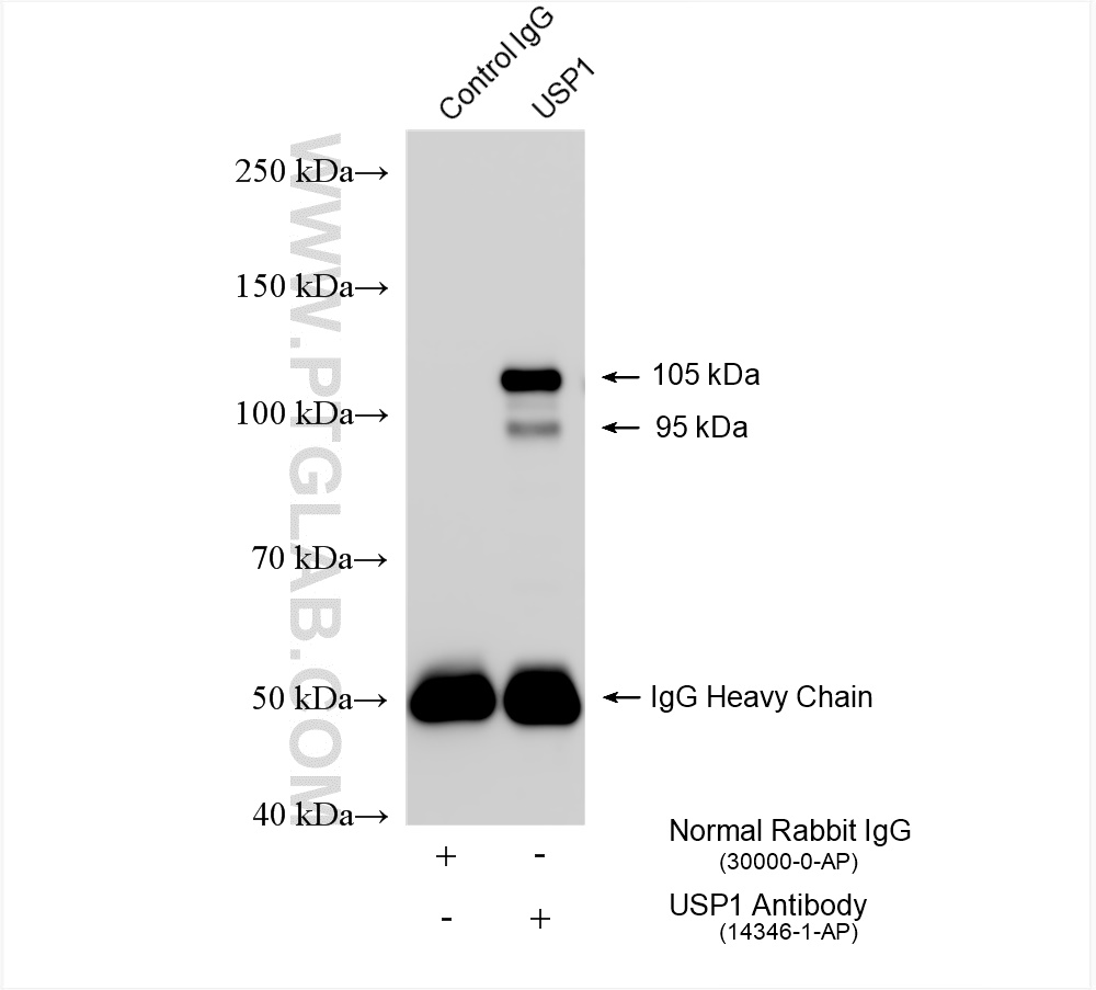 Immunoprecipitation (IP) experiment of HEK-293 cells using USP1 Polyclonal antibody (14346-1-AP)