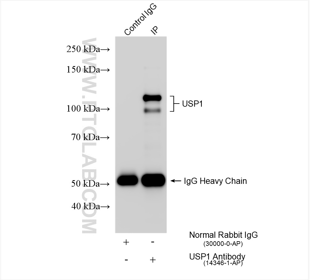 Immunoprecipitation (IP) experiment of HEK-293 cells using USP1 Polyclonal antibody (14346-1-AP)