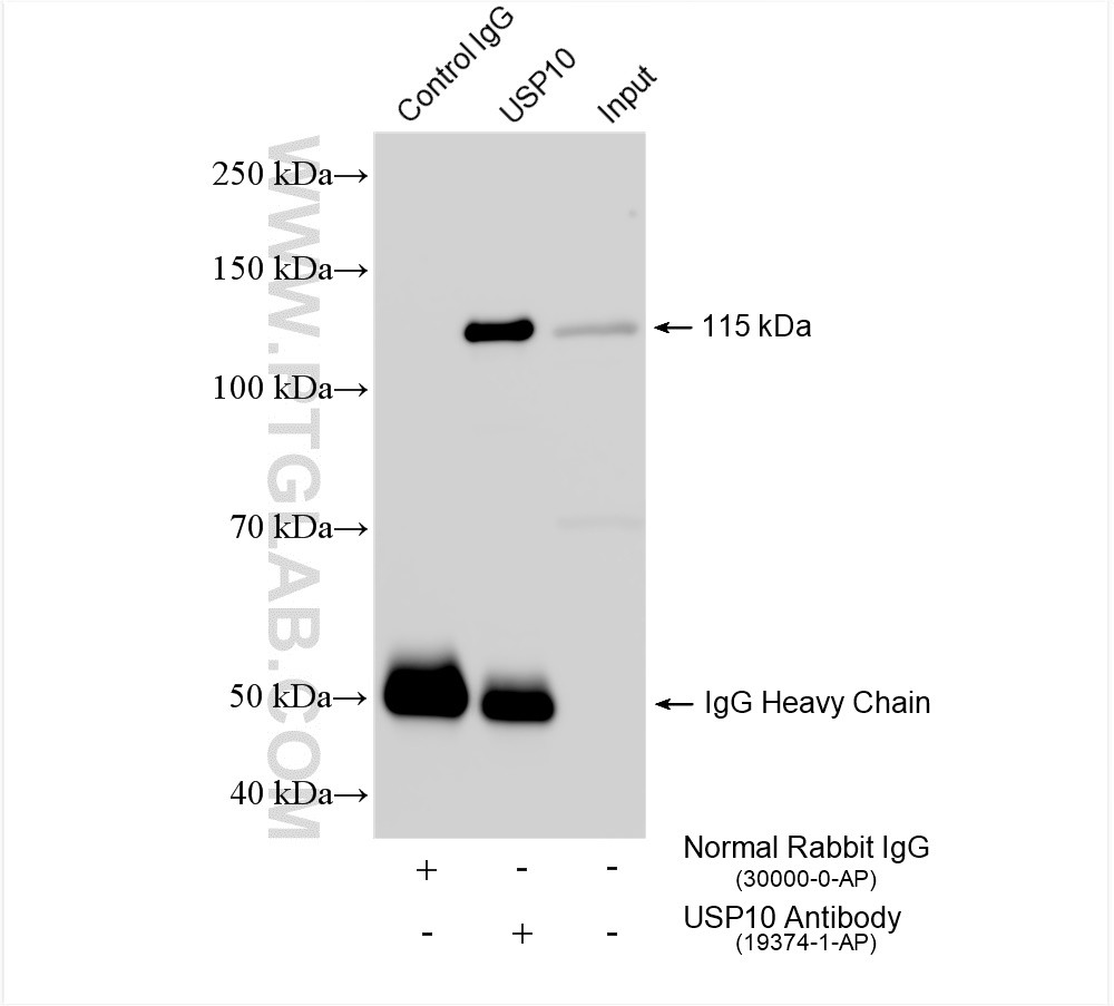 Immunoprecipitation (IP) experiment of HEK-293 cells using USP10 Polyclonal antibody (19374-1-AP)