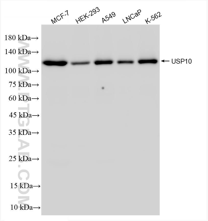 Western Blot (WB) analysis of various lysates using USP10 Recombinant antibody (81435-2-RR)