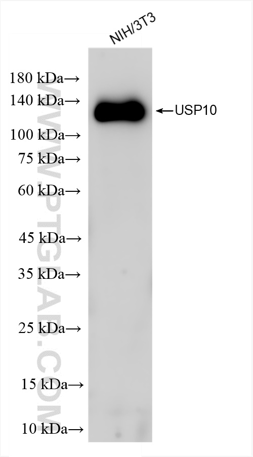 Western Blot (WB) analysis of NIH/3T3 cells using USP10 Recombinant antibody (81435-2-RR)