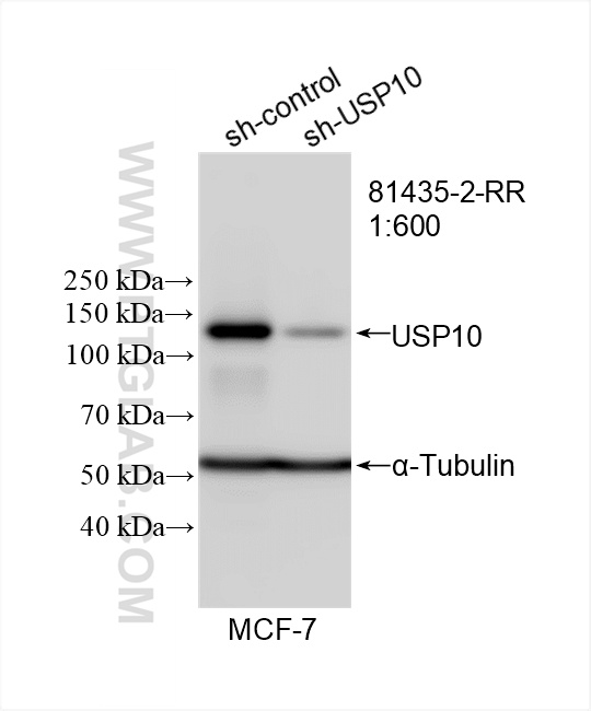 Western Blot (WB) analysis of MCF-7 cells using USP10 Recombinant antibody (81435-2-RR)