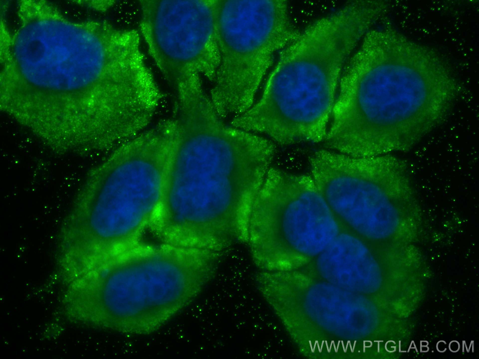 Immunofluorescence (IF) / fluorescent staining of HepG2 cells using CoraLite® Plus 488-conjugated USP13 Monoclonal ant (CL488-66176)