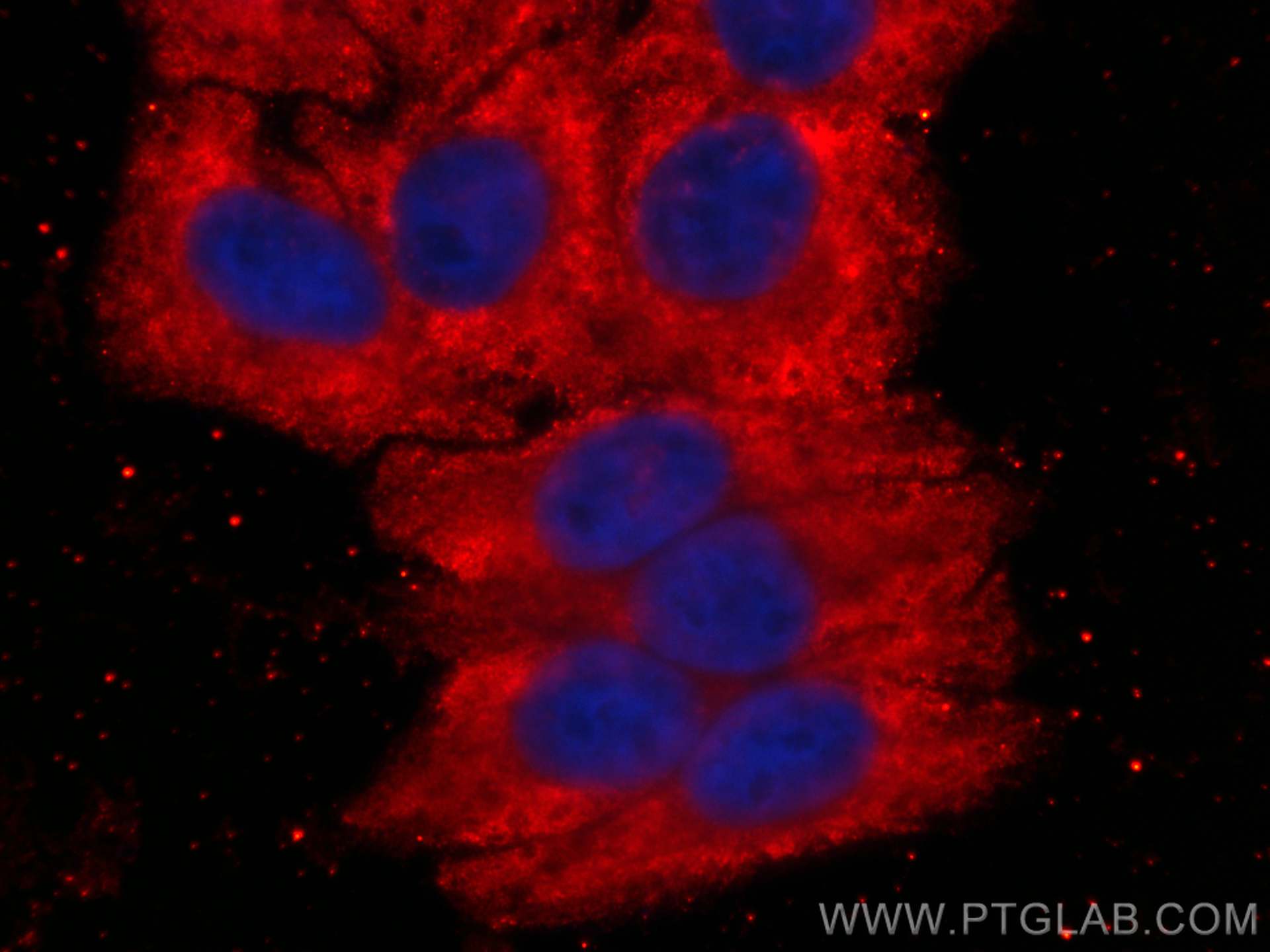 Immunofluorescence (IF) / fluorescent staining of HepG2 cells using CoraLite®594-conjugated USP13 Monoclonal antibody (CL594-66176)