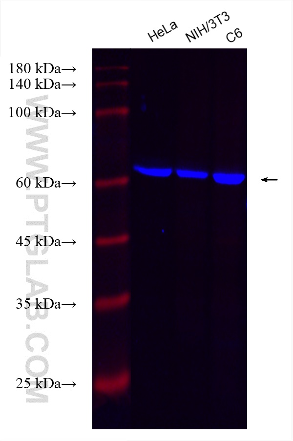 Western Blot (WB) analysis of various lysates using CoraLite® Plus 750-conjugated USP14 Recombinant an (CL750-82128)