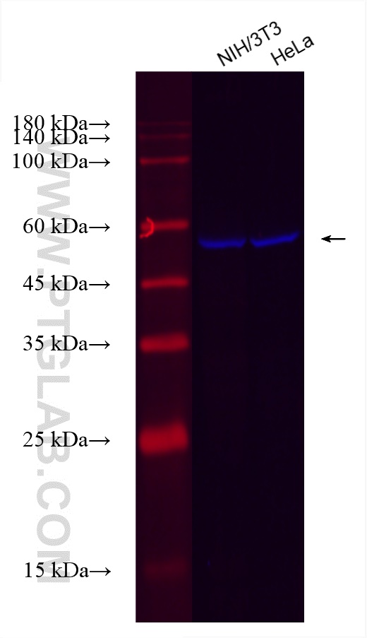 Western Blot (WB) analysis of various lysates using CoraLite® Plus 750-conjugated USP14 Recombinant an (CL750-82128)