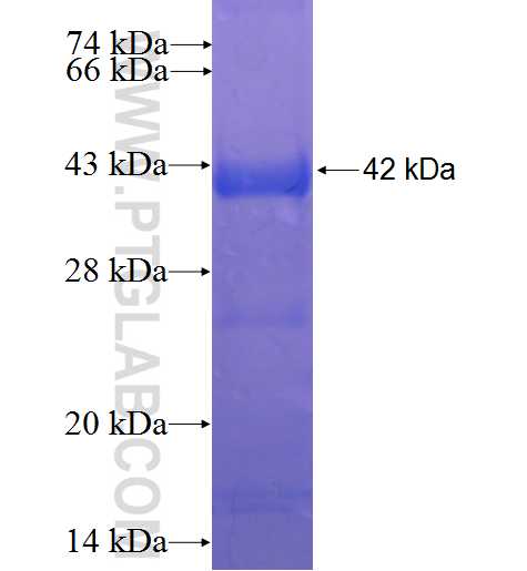 USP18 fusion protein Ag9130 SDS-PAGE