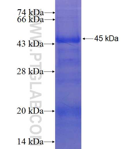 USP19 fusion protein Ag22645 SDS-PAGE