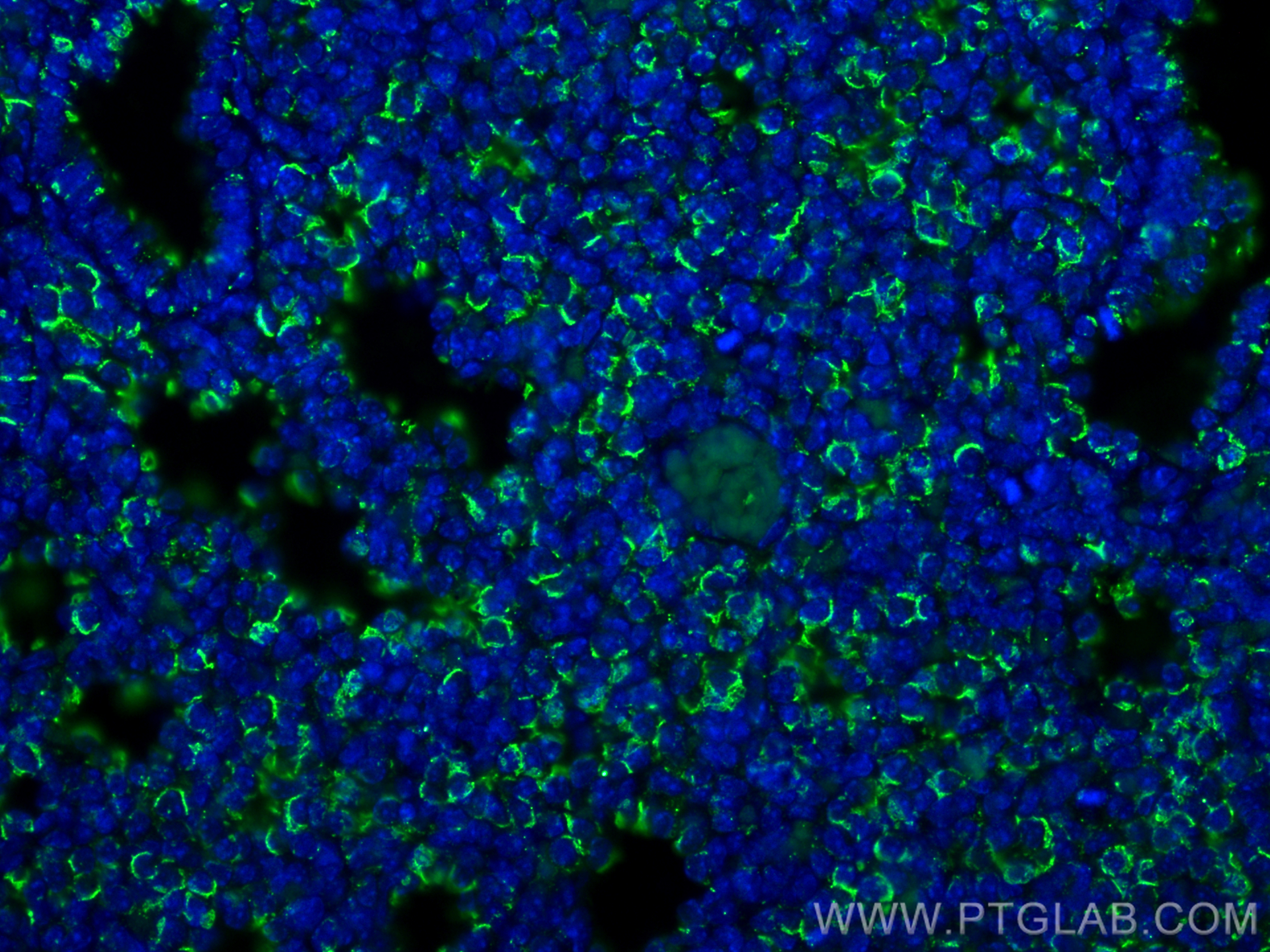 Immunofluorescence (IF) / fluorescent staining of mouse embryo tissue using USP2 Polyclonal antibody (10392-1-AP)