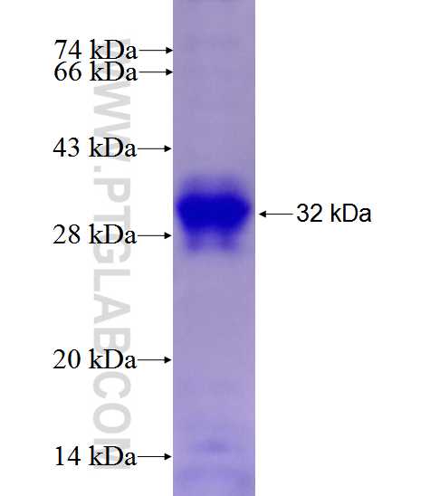 USP2 fusion protein Ag27219 SDS-PAGE