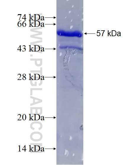 USP29 fusion protein Ag23244 SDS-PAGE