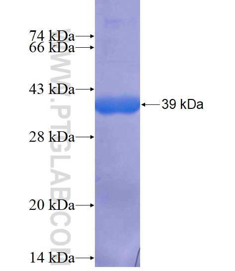 USP3 fusion protein Ag14594 SDS-PAGE