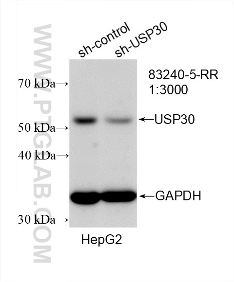 Western Blot (WB) analysis of HepG2 cells using USP30 Recombinant antibody (83240-5-RR)