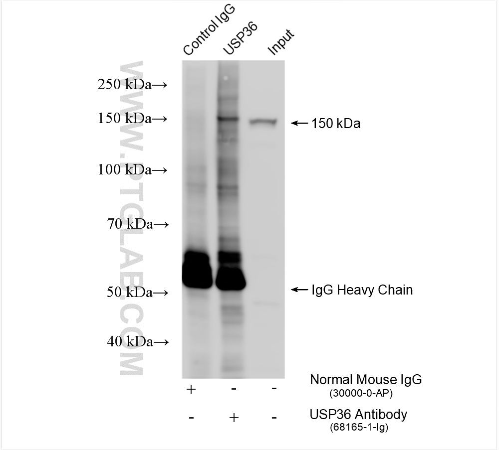 Immunoprecipitation (IP) experiment of Jurkat cells using USP36 Monoclonal antibody (68165-1-Ig)