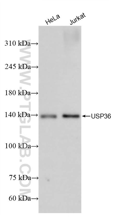 Western Blot (WB) analysis of various lysates using USP36 Recombinant antibody (84620-3-RR)