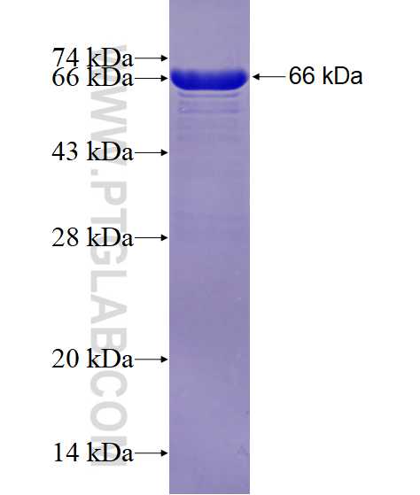 USP37 fusion protein Ag29031 SDS-PAGE