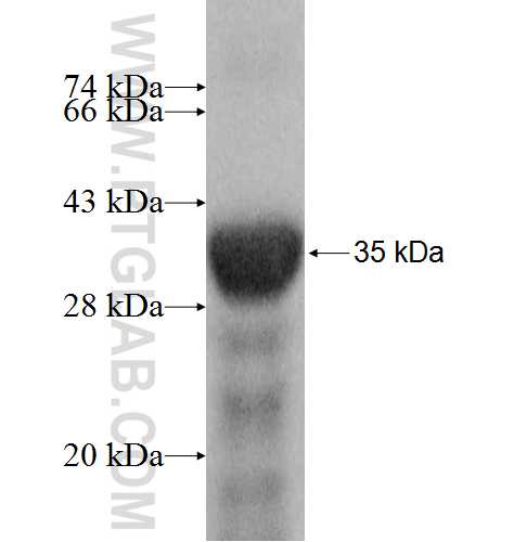 USP45 fusion protein Ag8623 SDS-PAGE