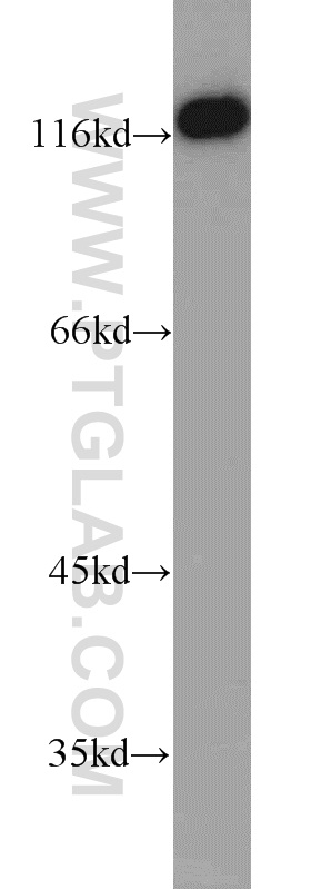 Western Blot (WB) analysis of PC-3 cells using USP48 Polyclonal antibody (12076-1-AP)