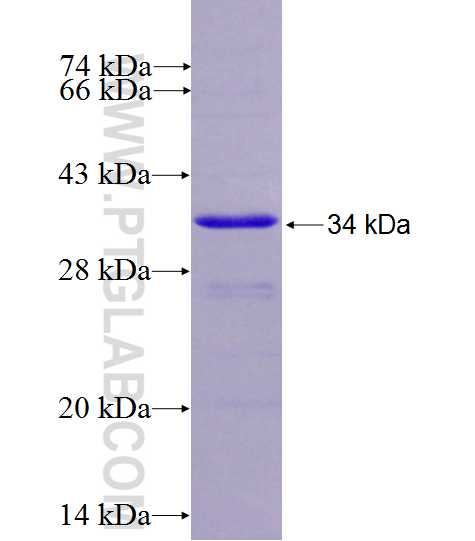 USP48 fusion protein Ag27133 SDS-PAGE