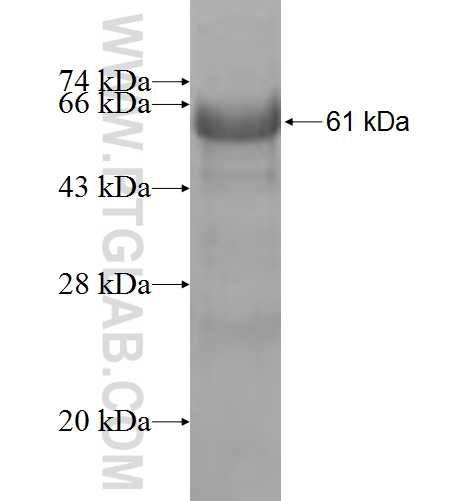 USP48 fusion protein Ag8398 SDS-PAGE