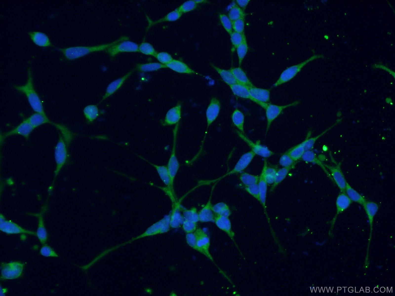 Immunofluorescence (IF) / fluorescent staining of HEK-293 cells using USP50 Polyclonal antibody (20374-1-AP)