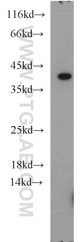 Western Blot (WB) analysis of mouse brain tissue using USP50 Polyclonal antibody (20374-1-AP)