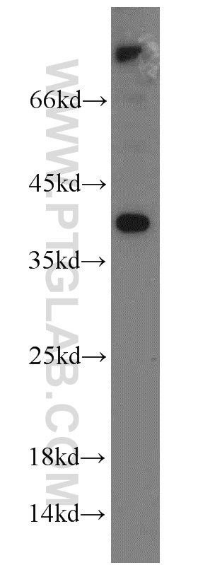 Western Blot (WB) analysis of mouse testis tissue using USP50 Polyclonal antibody (20374-1-AP)