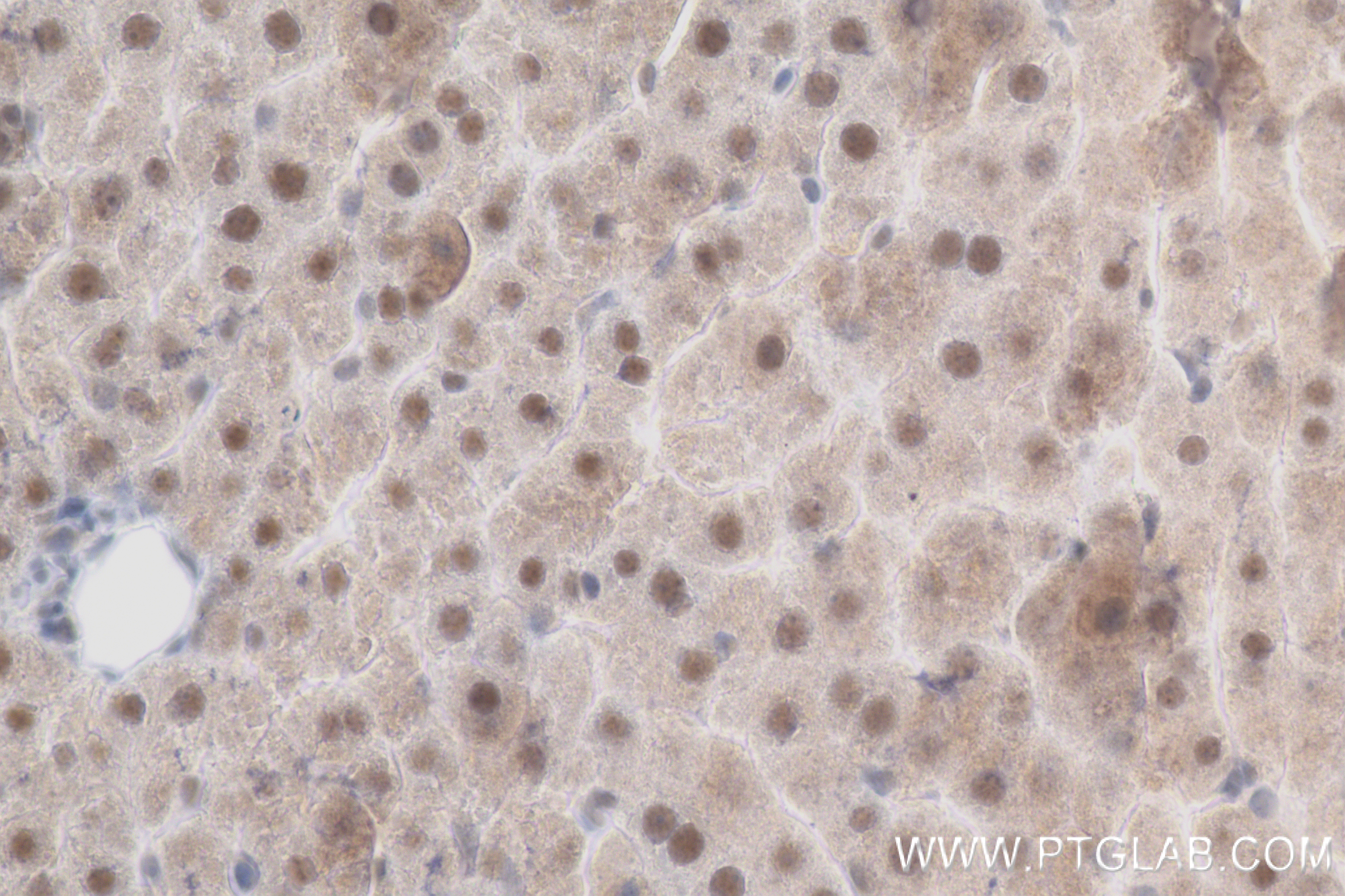 Immunohistochemistry (IHC) staining of rat liver tissue using USP53 Recombinant antibody (83846-1-RR)