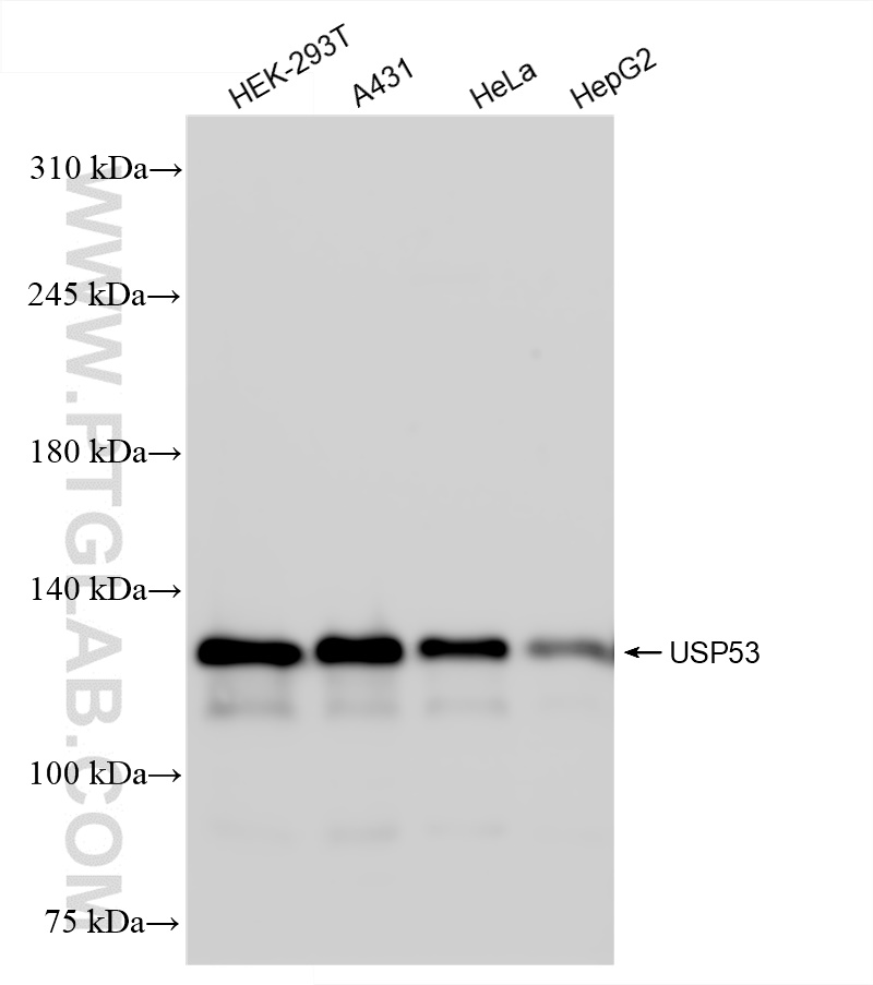 Western Blot (WB) analysis of various lysates using USP53 Recombinant antibody (83846-1-RR)