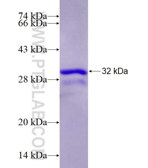 USPL1 fusion protein Ag27768 SDS-PAGE