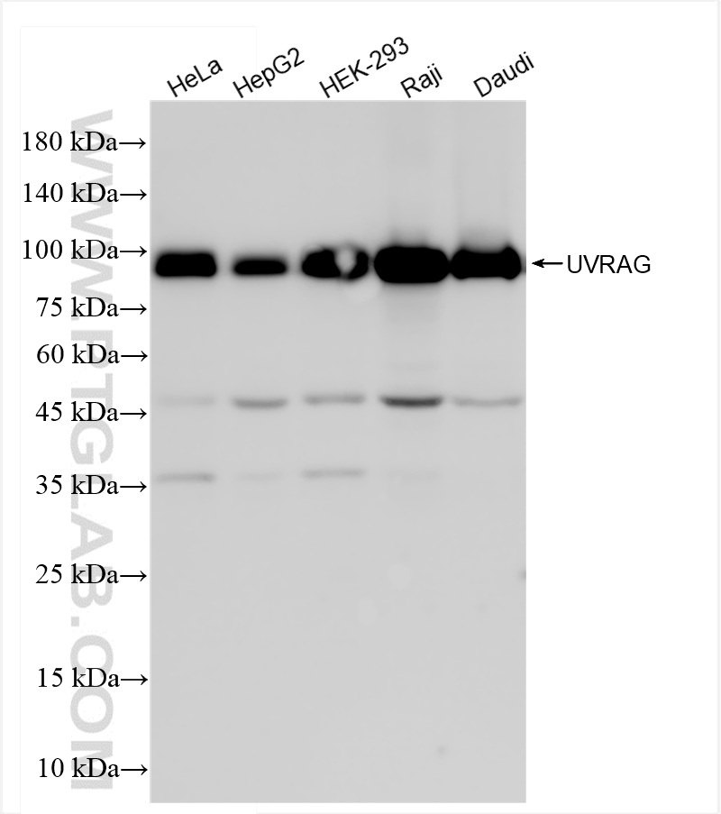 Western Blot (WB) analysis of various lysates using UVRAG Recombinant antibody (84901-1-RR)