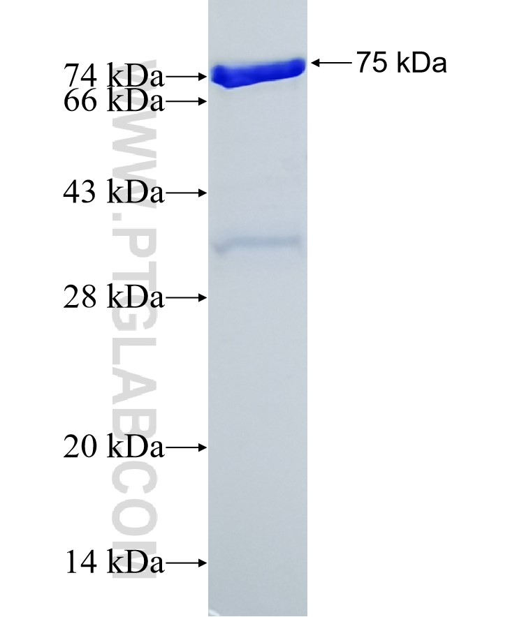 UVRAG fusion protein Ag34414 SDS-PAGE