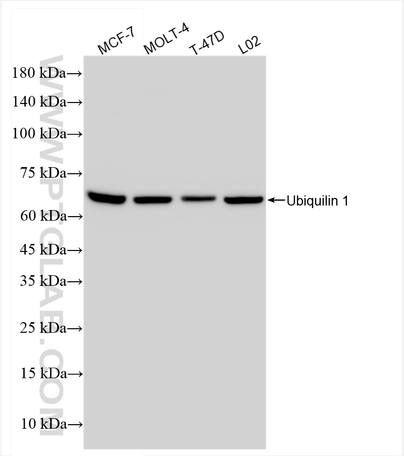 Western Blot (WB) analysis of various lysates using Ubiquilin 1 Recombinant antibody (84649-2-RR)