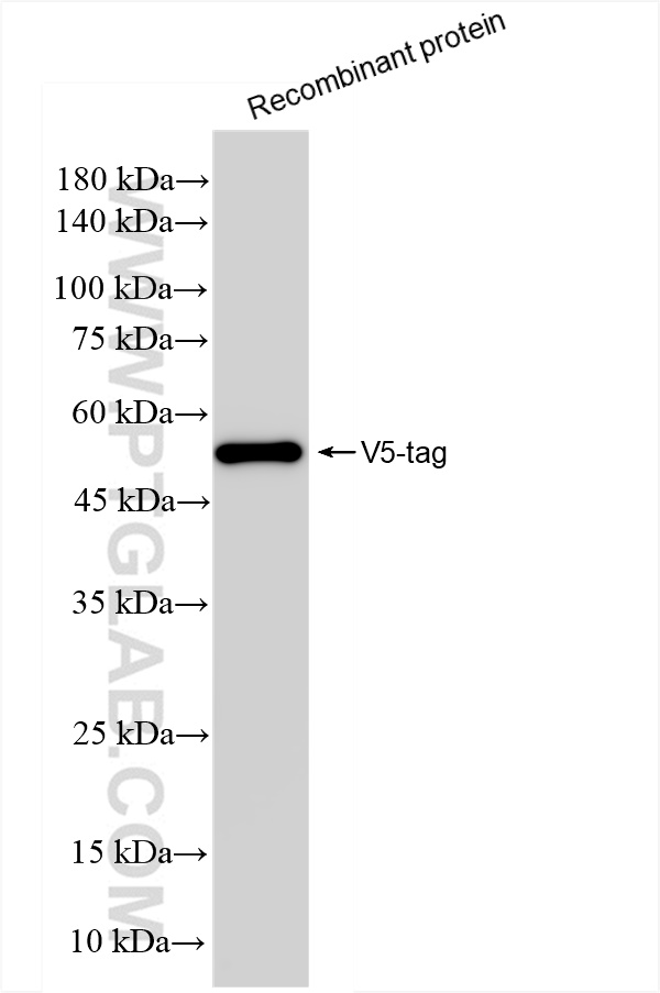 Western Blot (WB) analysis of Recombinant protein using V5-tag Recombinant antibody (81775-4-RR)