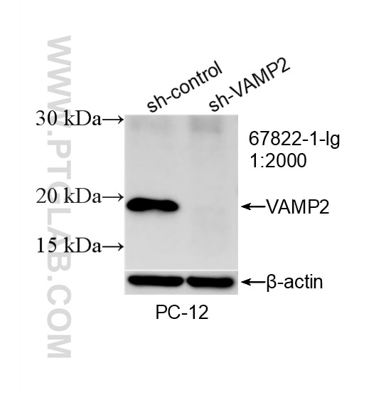 Western Blot (WB) analysis of PC-12 cells using VAMP2 Monoclonal antibody (67822-1-Ig)