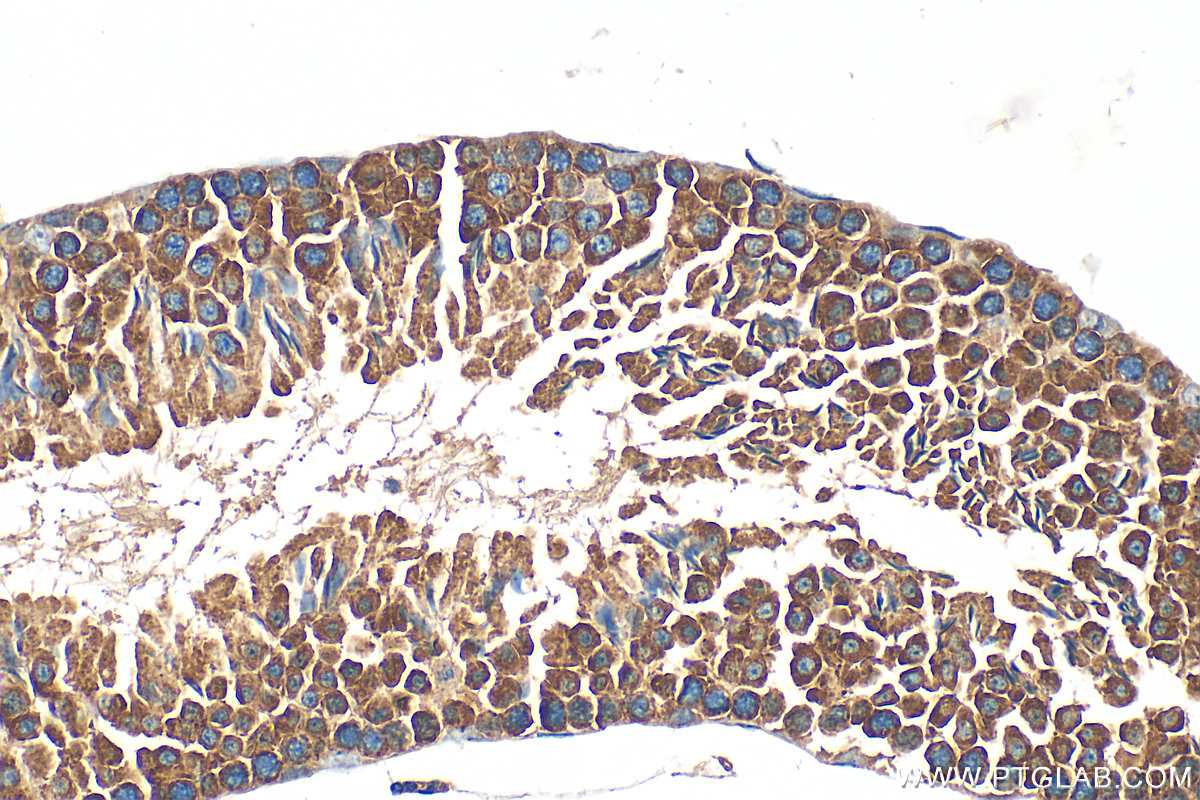 Immunohistochemistry (IHC) staining of mouse testis tissue using VAMP3/Cellubrevin Polyclonal antibody (10702-1-AP)