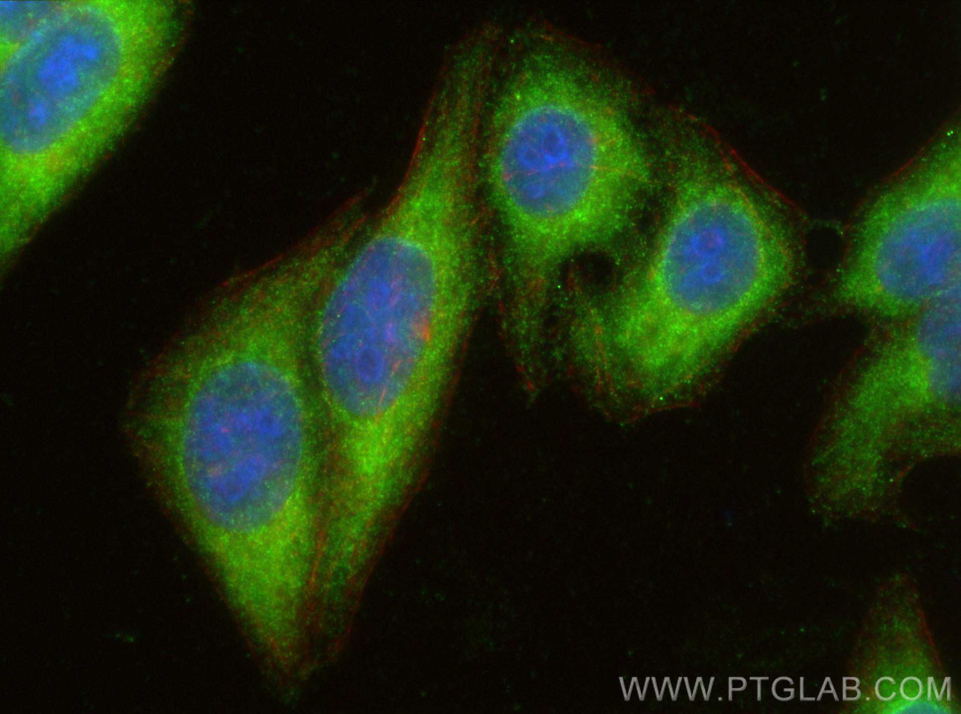 Immunofluorescence (IF) / fluorescent staining of HepG2 cells using VAMP7/TI-VAMP Polyclonal antibody (22268-1-AP)