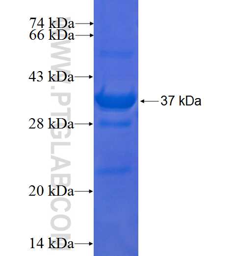 VANGL1 fusion protein Ag6299 SDS-PAGE