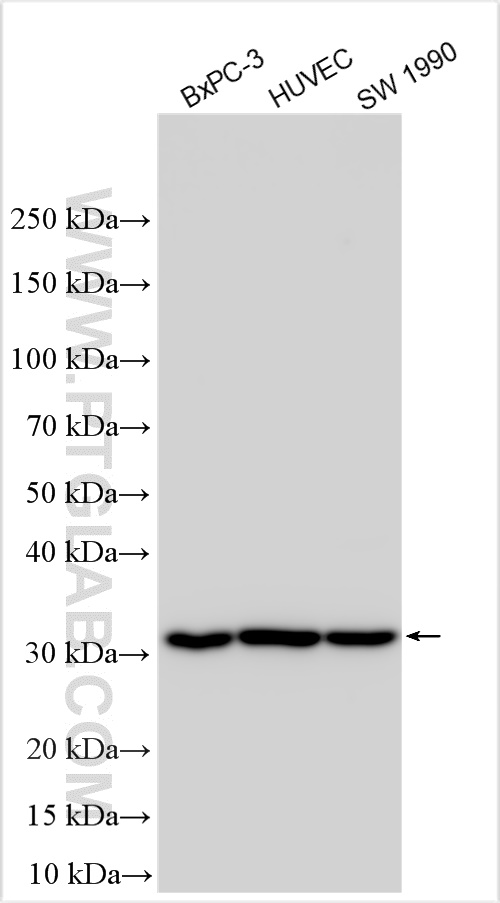 Western Blot (WB) analysis of various lysates using VASH2 Polyclonal antibody (13303-1-AP)