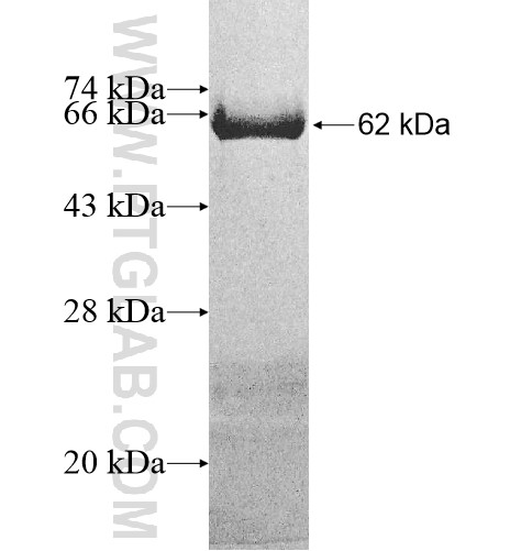 VASN fusion protein Ag12040 SDS-PAGE