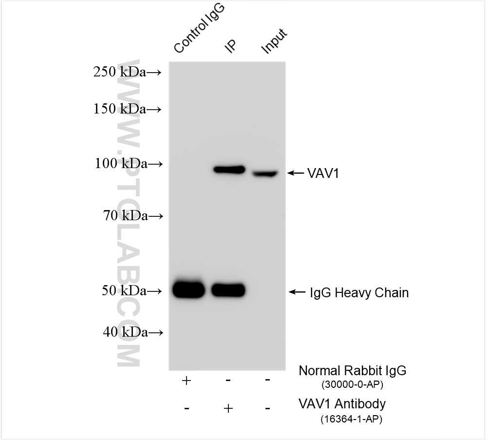 Immunoprecipitation (IP) experiment of K-562 cells using VAV1 Polyclonal antibody (16364-1-AP)