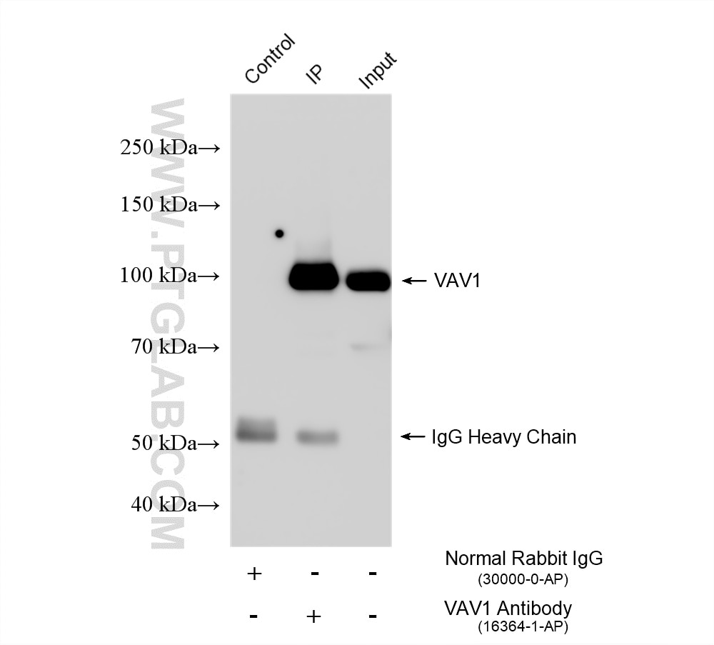 Immunoprecipitation (IP) experiment of Jurkat cells using VAV1 Polyclonal antibody (16364-1-AP)