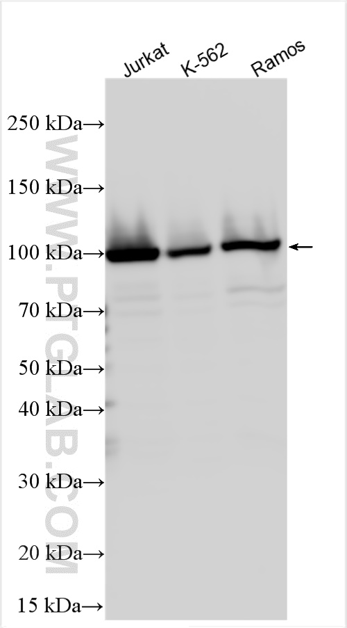 Western Blot (WB) analysis of various lysates using VAV1 Polyclonal antibody (16364-1-AP)