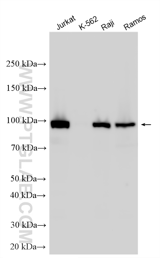 Western Blot (WB) analysis of various lysates using VAV1 Polyclonal antibody (16364-1-AP)