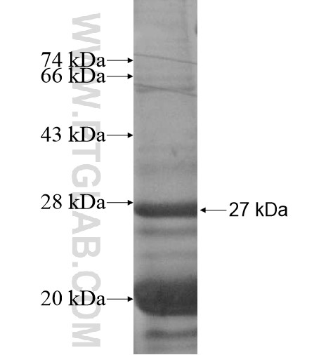 VAX1 fusion protein Ag12550 SDS-PAGE