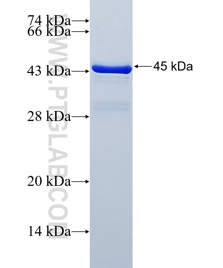 VCAN fusion protein Ag30151 SDS-PAGE