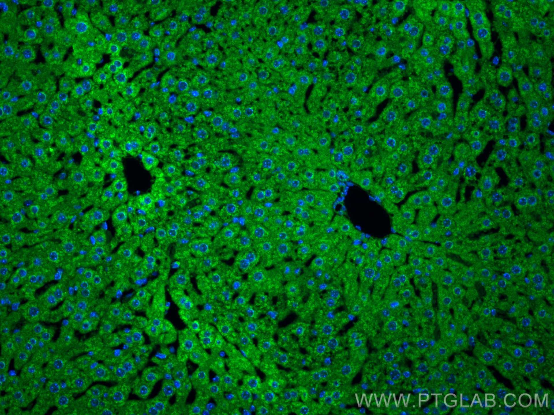 Immunofluorescence (IF) / fluorescent staining of mouse liver tissue using VDAC1/2 Polyclonal antibody (10866-1-AP)