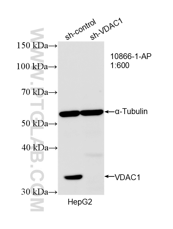 Western Blot (WB) analysis of HepG2 cells using VDAC1/2 Polyclonal antibody (10866-1-AP)