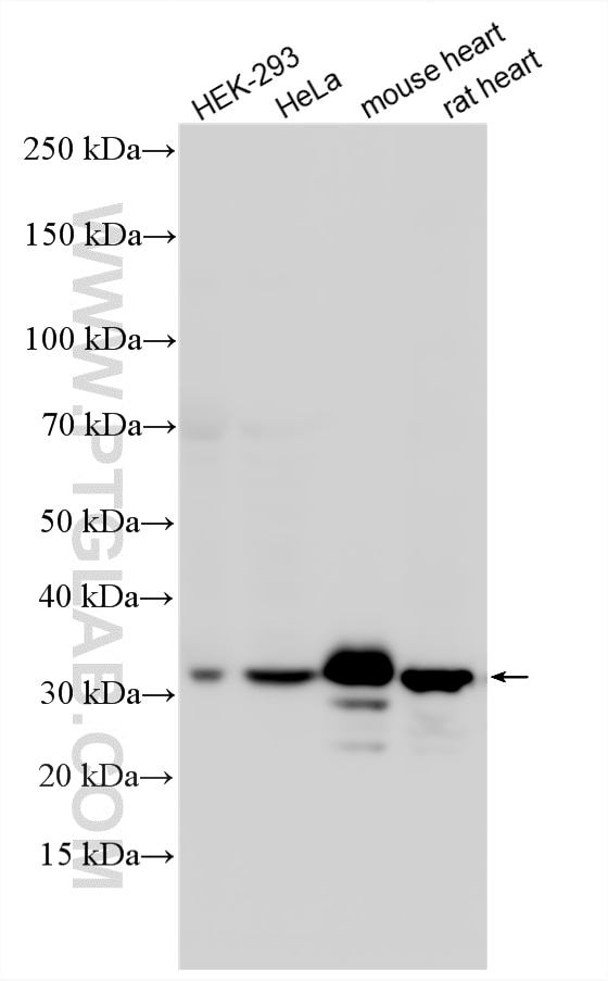Western Blot (WB) analysis of various lysates using VDAC1/2 Polyclonal antibody (10866-1-AP)