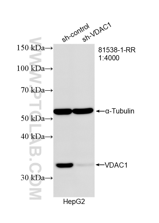 Western Blot (WB) analysis of HepG2 cells using VDAC1/Porin Recombinant monoclonal antibody (81538-1-RR)